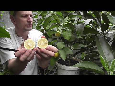 Видео: Citrus limon "Doux de Mediteranee"  Лимон Сладкий Средиземноморский