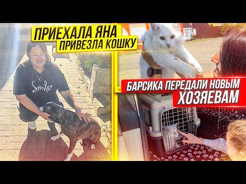 Видео: К нам приехала Яна. Барсика передали новым хозяевам. У него теперь есть семья и лучший друг.