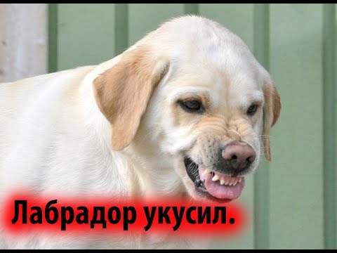 Видео: Агрессия у лабрадора: правда, которую не хотят слышать