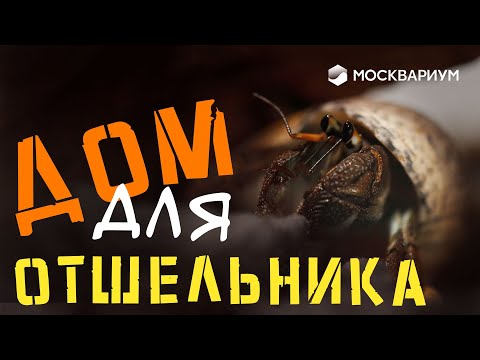 Видео: Рак-отшельник / Как завести его дома