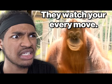 Видео: Почему орангутаны — самые пугающие животные