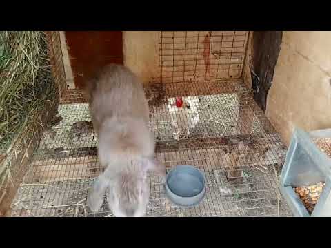 Видео: Краткий. Видео обзор моего кроличьего хозяйства