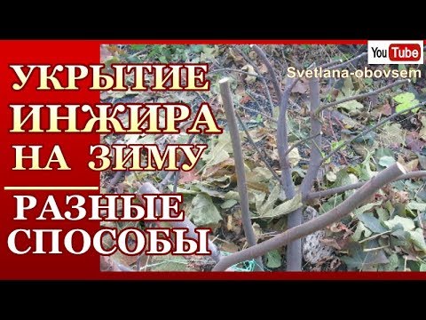 Видео: УКРЫТИЕ ИНЖИРА НА ЗИМУ..УТЕПЛЯЕМ СТОЯ! ЧТО ДЕЛАТЬ,ЧТО БЫ ВЕТКИ НЕ ПОПРЕЛИ. РАЗНЫЕ СПОСОБЫ