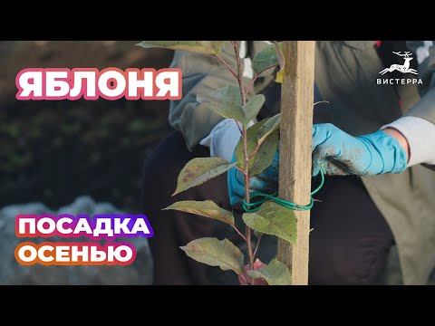 Видео: ЯБЛОНЯ ПОСАДКА ОСЕНЬЮ | КАК ПОСАДИТЬ ЯБЛОНЮ ОСЕНЬЮ?