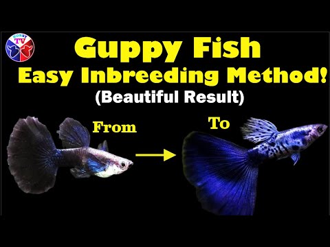 Видео: Инбридинг рыбок гуппи позволяет создать прекрасную и удивительную новую породу рыбок гуппи!