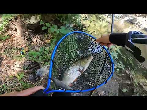 Видео: Есенни кефали - part 1