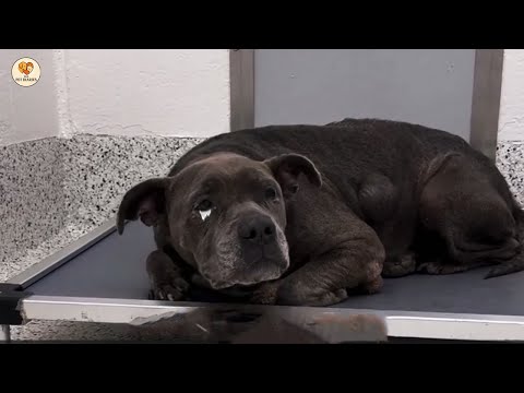 Видео: Слишком старый для продажи, Питти тихо плакал, когда его заметили