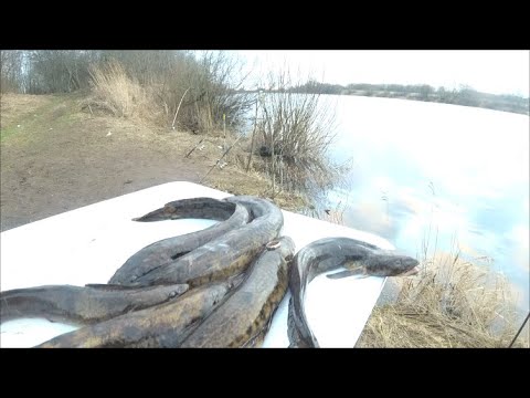 Видео: Рыбалка в Старый Новый Год 2020.  . Поймал Золотого Налима . р.Луга.