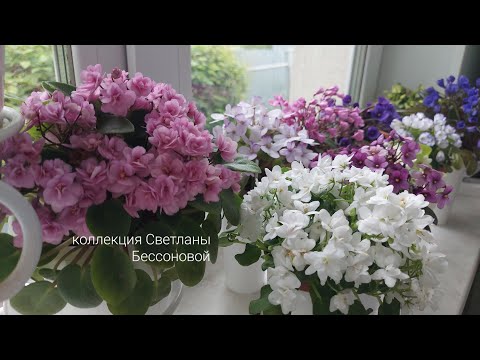 Видео: Фиалки трейлрные/ ампльные