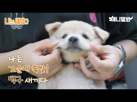 Видео: Я щенок Пэкгу, мне 40 дней [89-я линия]