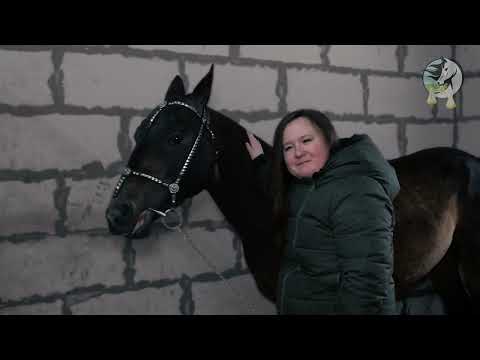 Видео: Центр ахалтекинских лошадей Веры Труновой