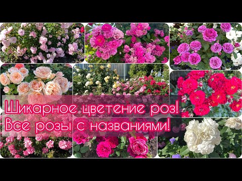 Видео: Шикарное цветение роз в бордюре. Все розы с названиями (Урал, 2-3 зона)