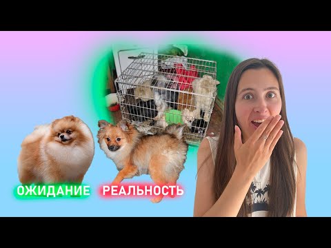 Видео: Как выбрать щенка. Авито? О ценах