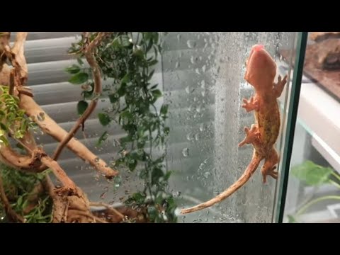 Видео: асмр 🤫  шёпот в зоомагазине смотрим разных животных змеи ящерицы рыбки хомячки asmr zoo