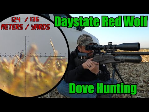 Видео: Охота на рыжего волка в штате Дэйстейт | Борьба с вредителями с помощью пневматического оружия