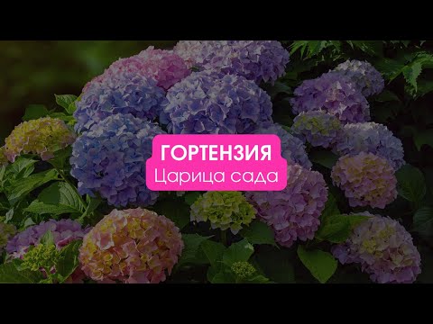 Видео: Гортензии / Царица сада. Сезон 2 #гортензия