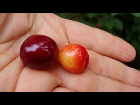 Видео: Черешни ИПУТЬ и БРЯНСКАЯ РОЗОВАЯ. Сравнение сортов