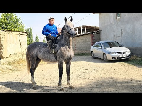 Видео: Ордолуу Оштон Ак Буура ✊️