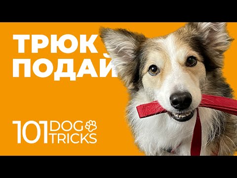 Видео: Команда Подай 🐩 Как научить собаку подавать поводок