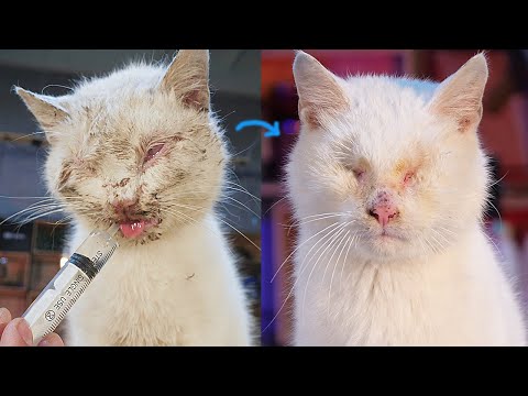 Видео: СЛЕПОЙ КОТ СПУСТЯ ГОД! ЧТО с НИМ СЛУЧИЛОСЬ?