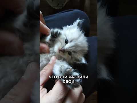 Видео: 📍О чем мурлыкают кошки #новости #рекомендации #животные