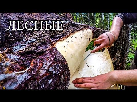 Видео: 7 ПРОСТЫХ СОВЕТОВ ДЛЯ ЛЕСА | 7 BUSHCRAFT TIPS