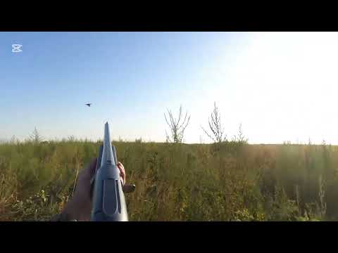 Видео: Қырғауылға аңшылық итпен