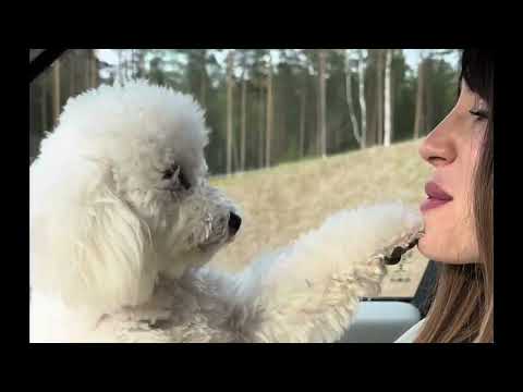 Видео: Моя Лиза