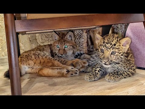 Видео: ВОЛНИТЕЛЬНО!! Рысёнок Тимка и леопардик Хан ВСТРЕТИЛИСЬ БЕЗ ОГРАЖДЕНИЯ!