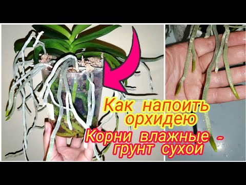 Видео: Этот способ полива орхидеи самый безопасный💦  Так поливаю в жару и они растят корни и листья 👍