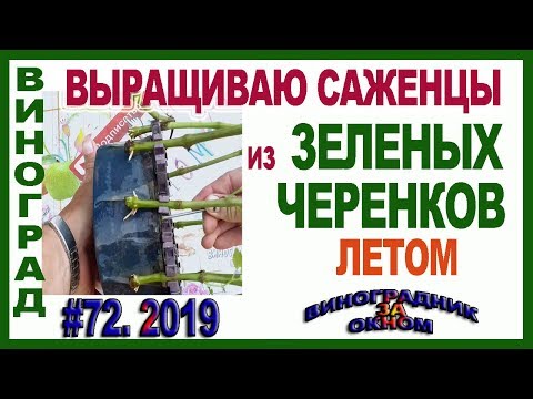 Видео: 🍇 Как вырастить ЛЕТНИЕ САЖЕНЦЫ из ЗЕЛЕНЫХ черенков винограда. Зеленое укоренение, черенкование.