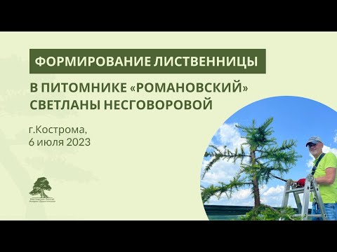 Видео: Формирование лиственницы в питомнике "Романовский"
