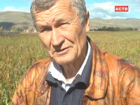Видео: Коренное улучшение пастбищ и сенокосов 20.09.18