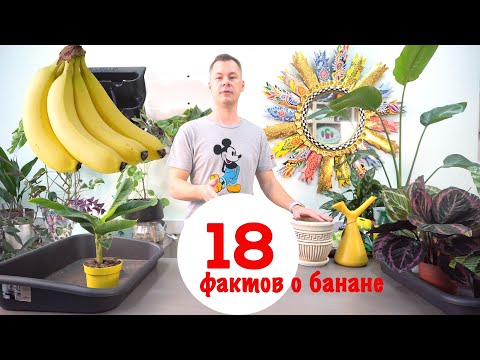 Видео: 18 фактов о банане и пересадка домашнего банана.