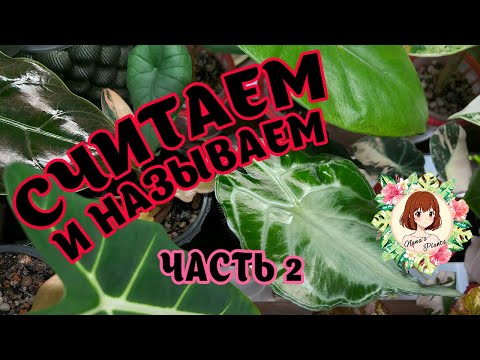 Видео: 🙌🏻🌱 СЧИТАЕМ И НАЗЫВАЕМ ВСЕ РАСТЕНИЯ | ЧАСТЬ 2 #растения #коллекция #обзор