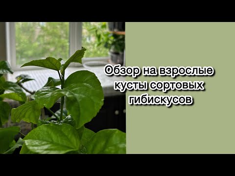 Видео: Обзор на взрослые кусты сортовых гибискусов