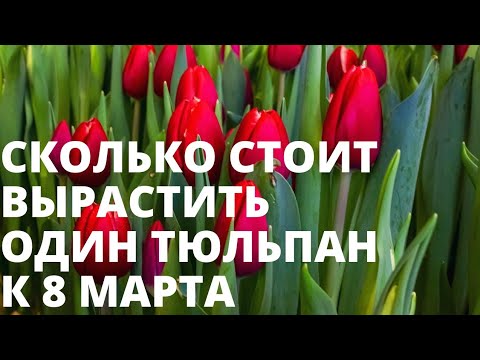 Видео: Сколько стоит вырастить тюльпан? Считаем себестоимость честно