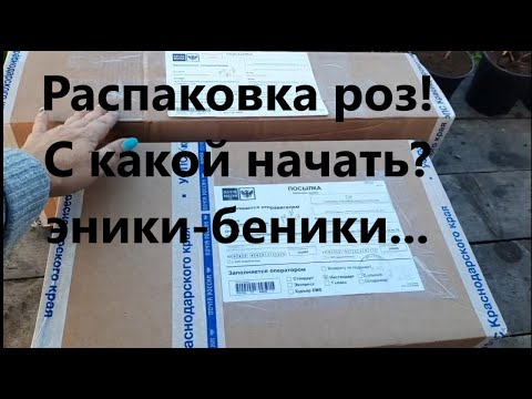 Видео: Распаковка посылки с розами из питомника "ГАРАНТ" и "ОЛЬГА РОЗЫ. Что заказала на осень 2023.