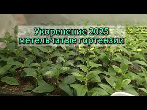 Видео: Укоренение метельчатой гортензии 2025г