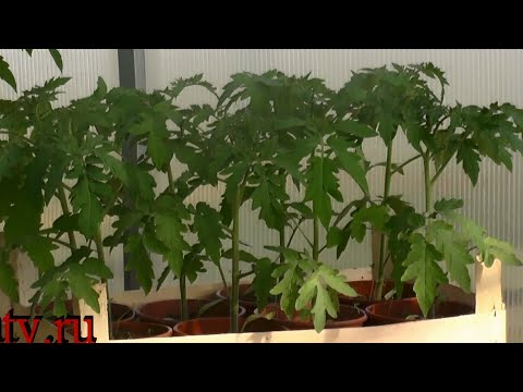 Видео: Придерживайтесь этих правил, что бы вырастить хорошую рассаду