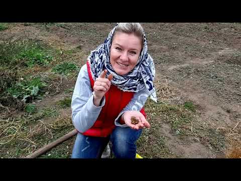 Видео: ЗЕМЛЯНОЙ ОРЕХ ЧУФА, вкусная новинка! опыт и советы по посадке, выращиванию и уходу от Ани