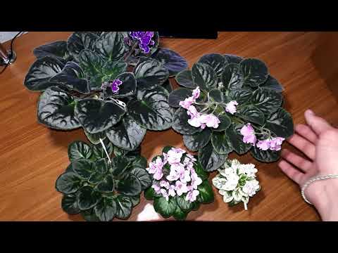 Видео: Классификация фиалок по размеру