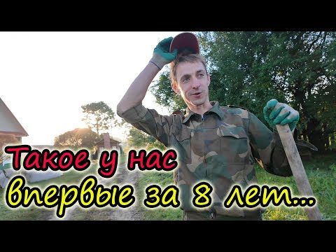 Видео: Кабан пришел в деревню // Бесплатный свет в деревне // Последнее сено // Стадо коров