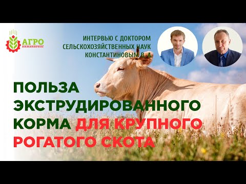 Видео: Применение экструдированного корма для КРС. Интервью с Доктором сельхоз наук Константиновым В.А.