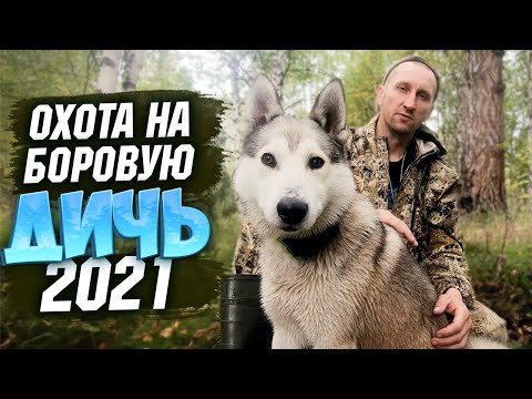 Видео: Открытие охоты 2021.Перепутал патрон.Жизнь в тайге.Глухариный оливье.