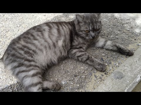 Видео: Что случилось, почему у кошки нет хвоста. История кошки Мурки
