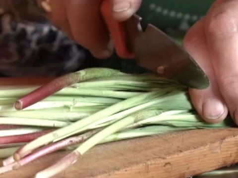 Видео: Способы заготовки черемши на зиму