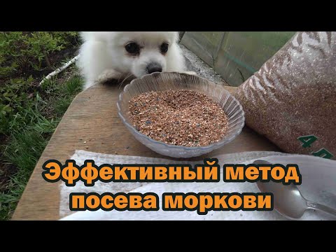 Видео: Этим методом посева превосходно всходит вся морковь!