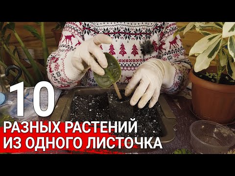 Видео: 10 разных растений из одного листочка