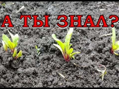 Видео: Как вырастить здоровую, вкусную СВЕКЛУ